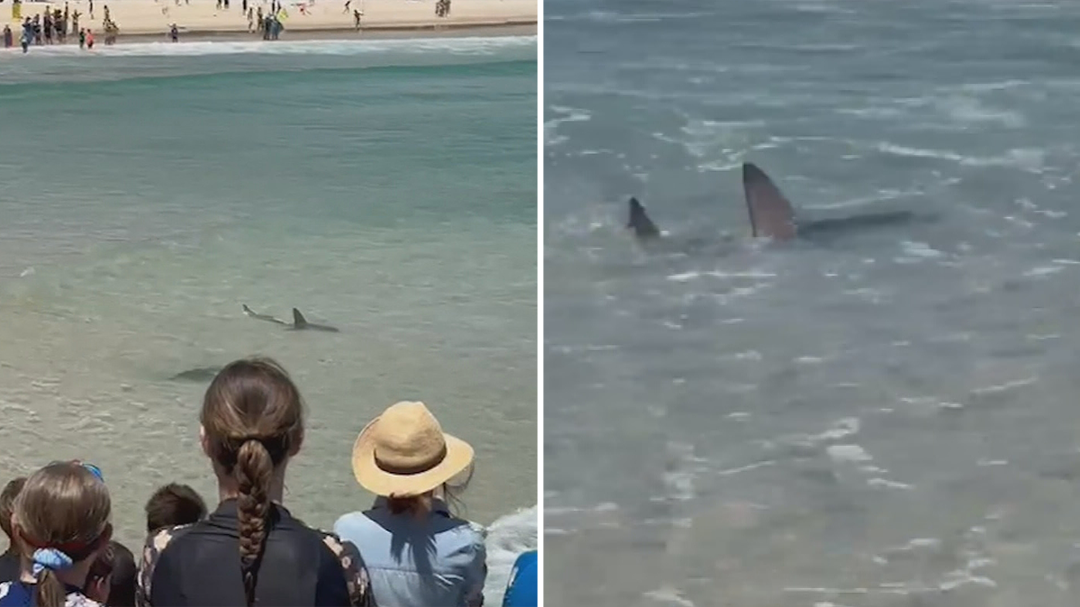 Shark spotted close to shore at Queensland beach