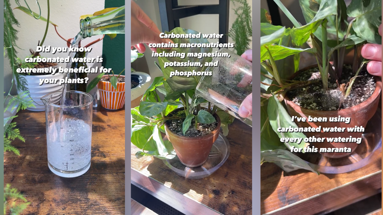 Three watering hacks for indoor plants