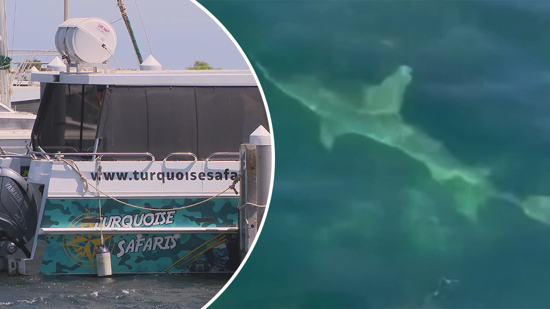 Questions raised after tour group swam where shark was spotted