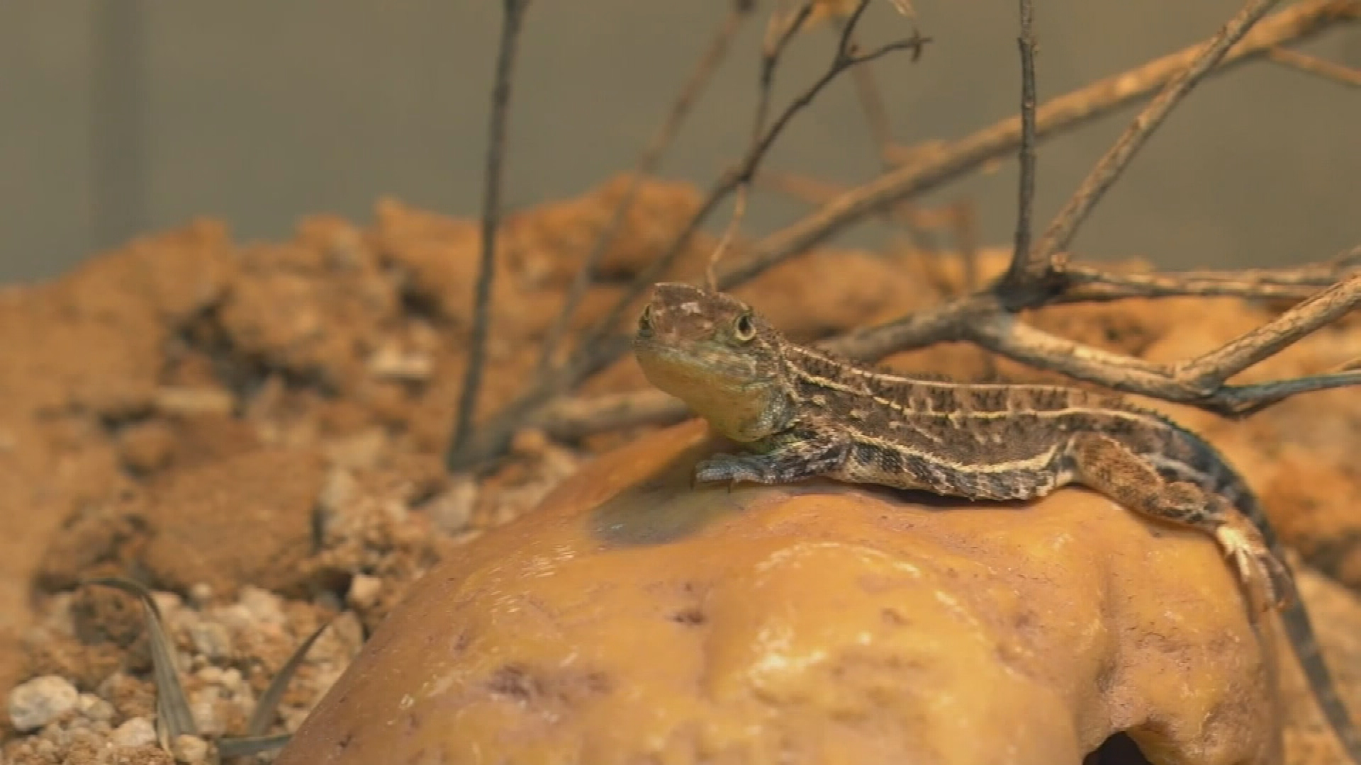 Tiny reptile thought to be extinct holding up housing developments