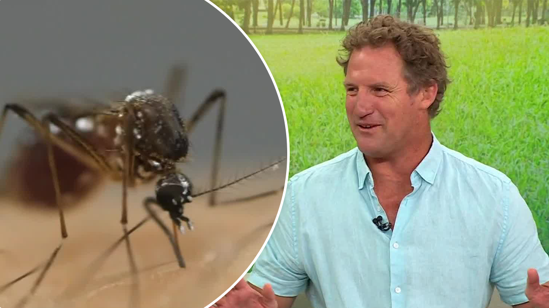 Gardening expert's tips for deterring mozzies and cockroaches