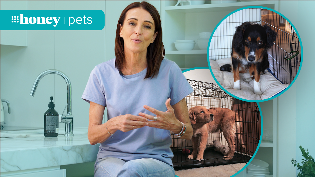 Dear Dr Katrina: 'How do I crate train a dog?'