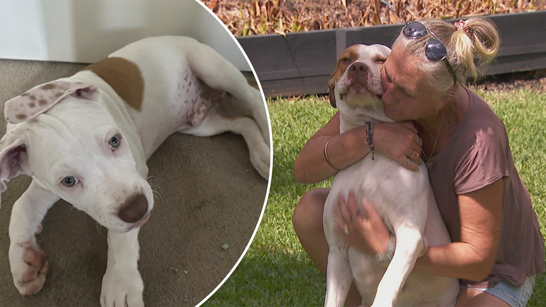 Brisbane family has pets stolen in broad daylight
