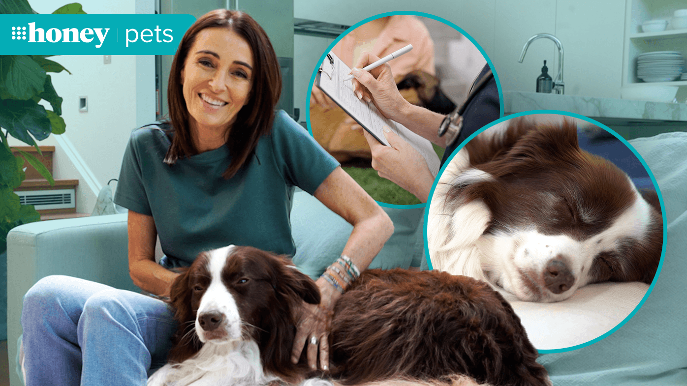 Dear Dr Katrina: 'How do I know if my pet has old age pains or needs to see a vet?'
