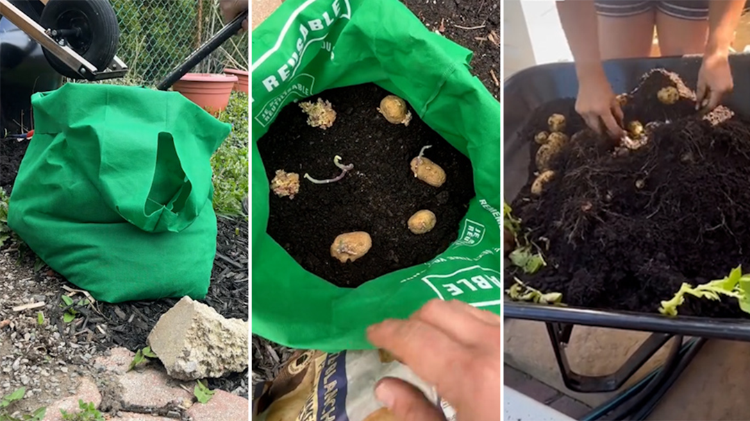 Woman shows how she grows potatoes in reusable shopping bags