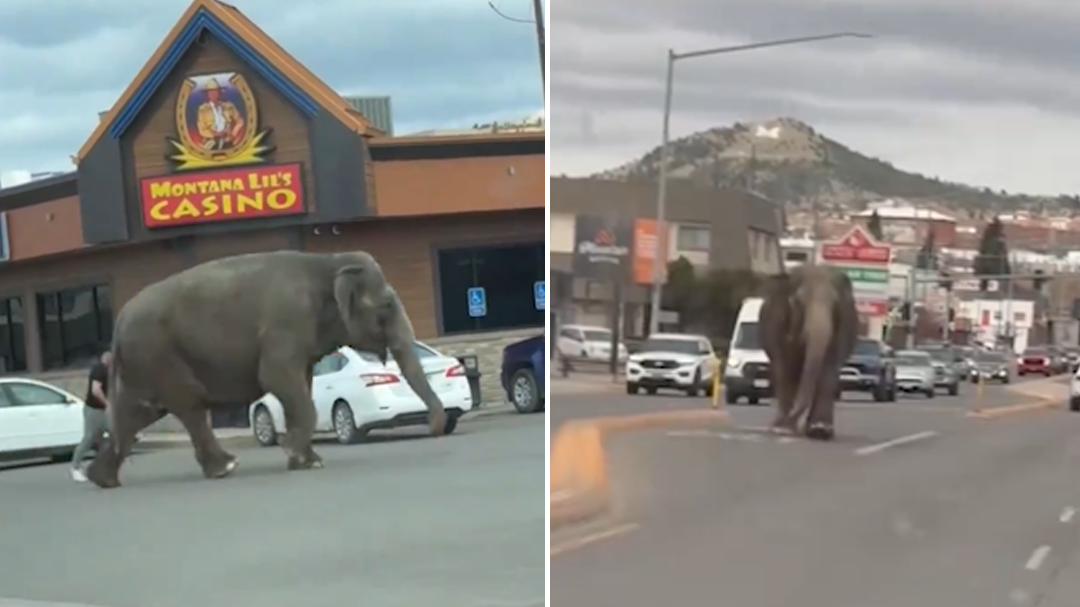 Elephant runs loose in Montana