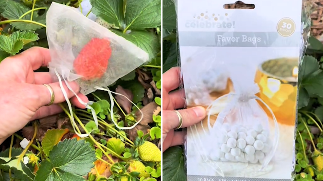Gardener's simple hack to stop pests eating strawberry plant