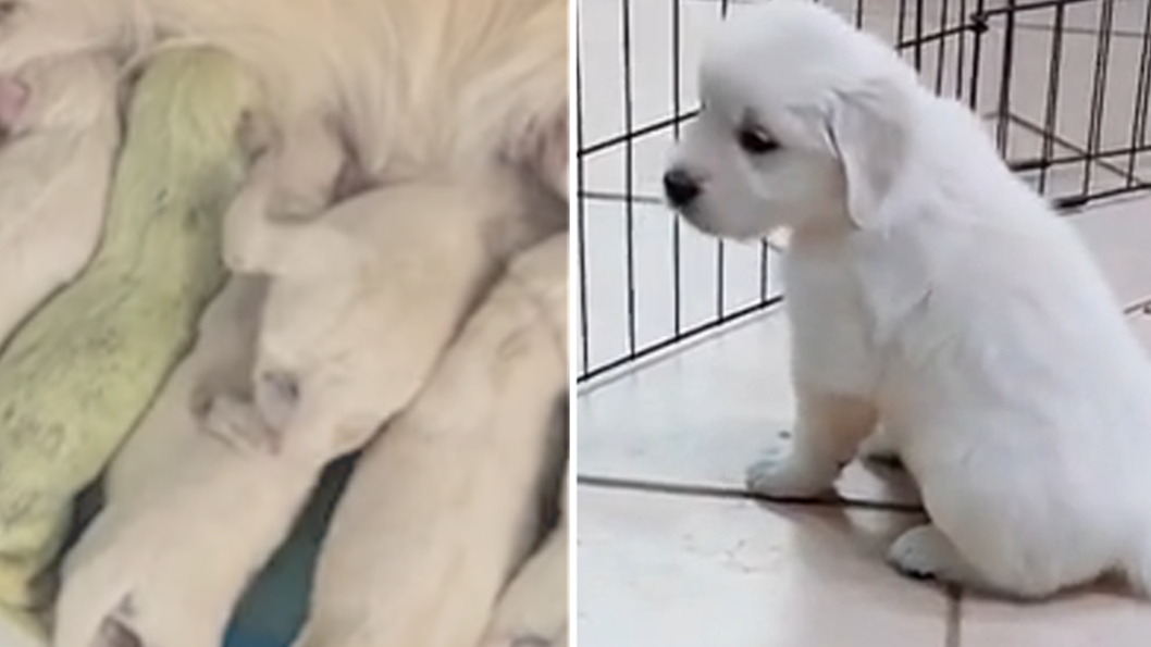 Puppy named Shamrock after being born with green fur