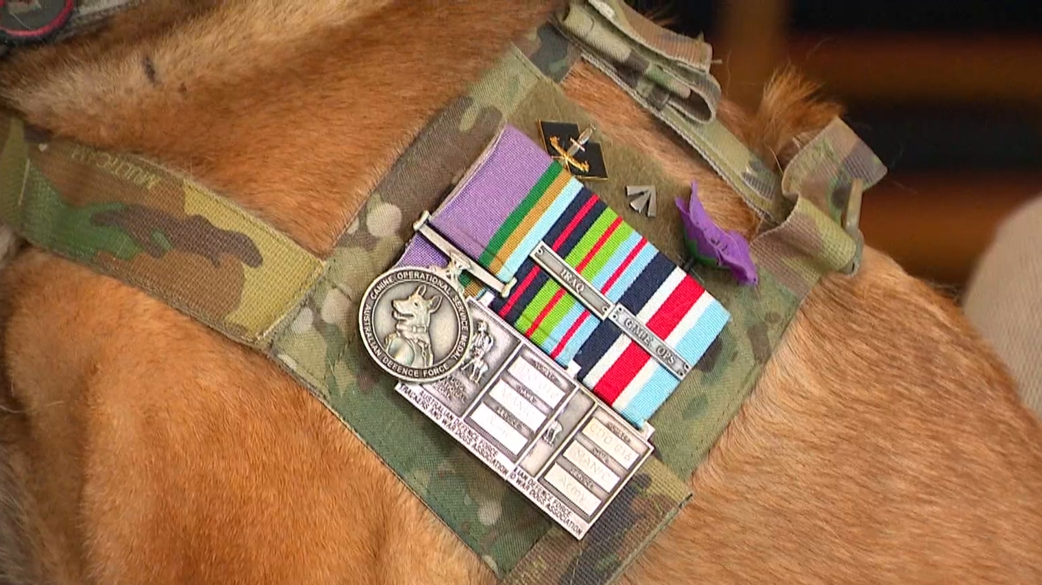 War dog receives honorary RSL membership