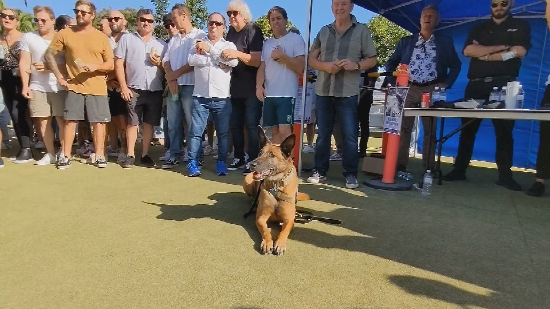 War dog receives honorary RSL membership