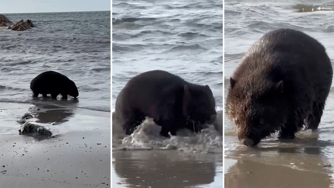 'Unusual' footage shows wombat wading at Tasmanian beach