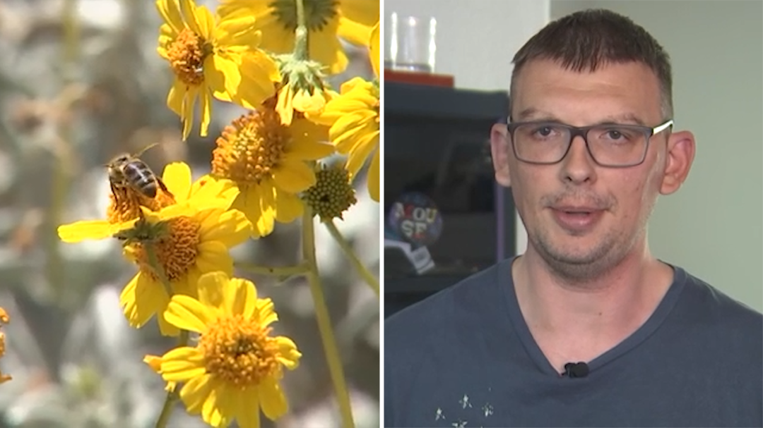 Bees attack father and daughter at park, stinging them dozens of times