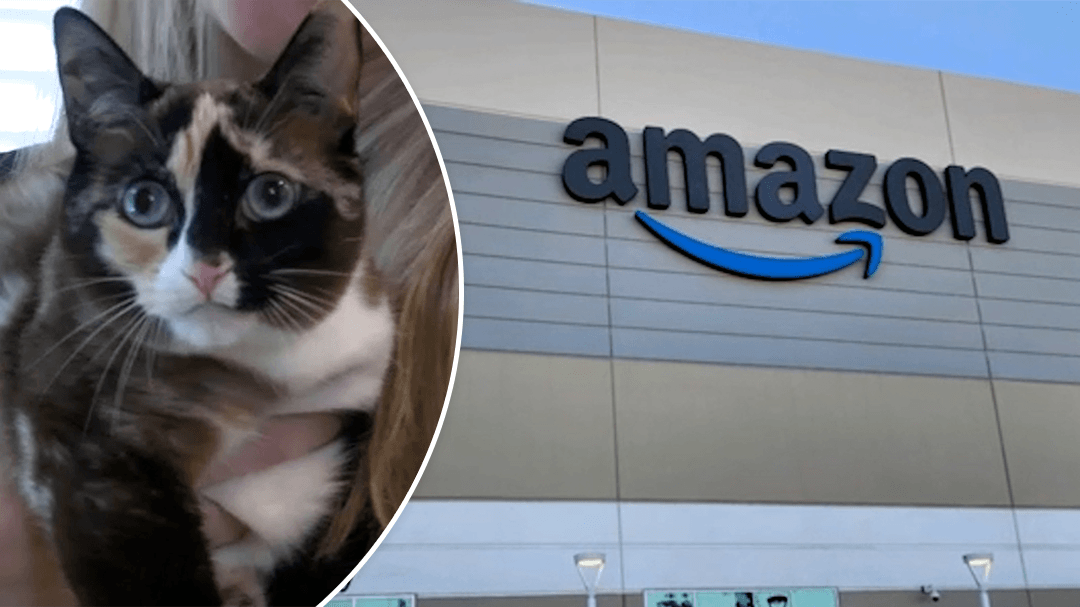 Cat accidentally shipped across the US in Amazon returns box