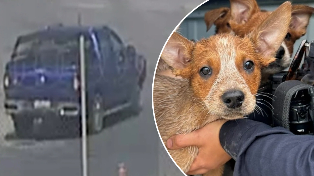 Seven puppies allegedly dumped in Adelaide