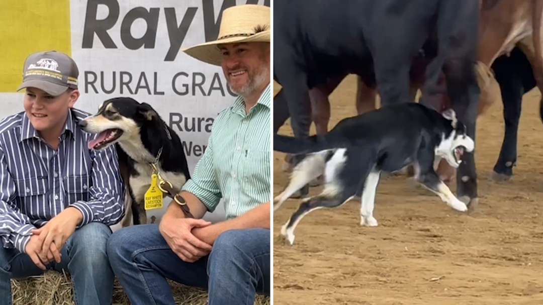Border Collie Liz in action as she sells for $40,000