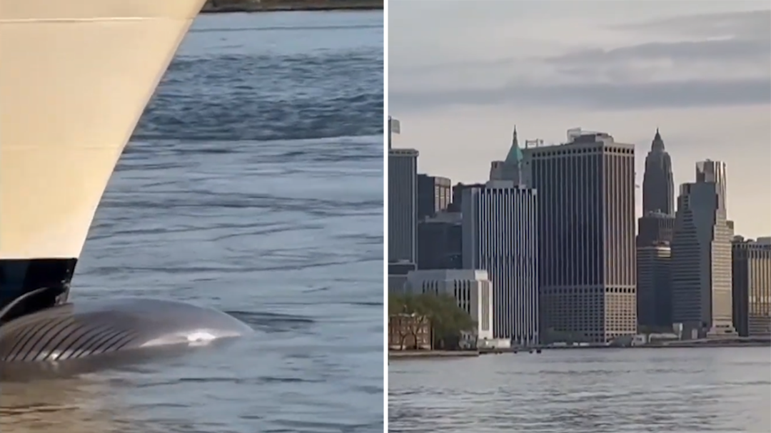 Cruise ship arrives in New York with dead whale trapped on bow