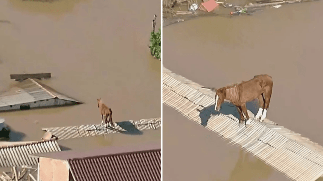 Horse stranded in Brazil floods rescued from roof