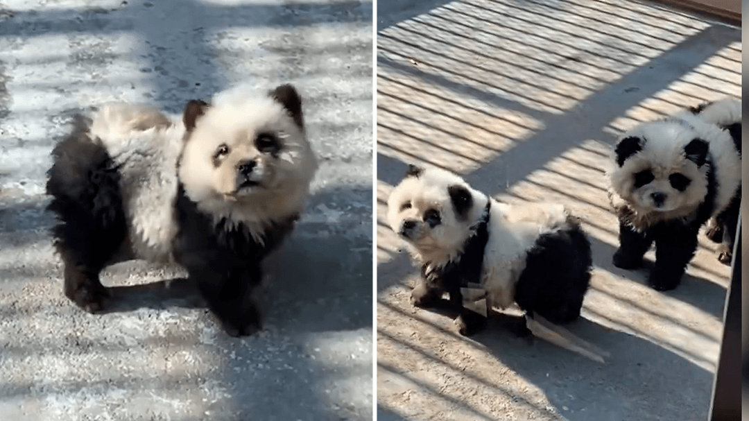 Chinese zoo exhibits 'panda dogs' dyed black and white