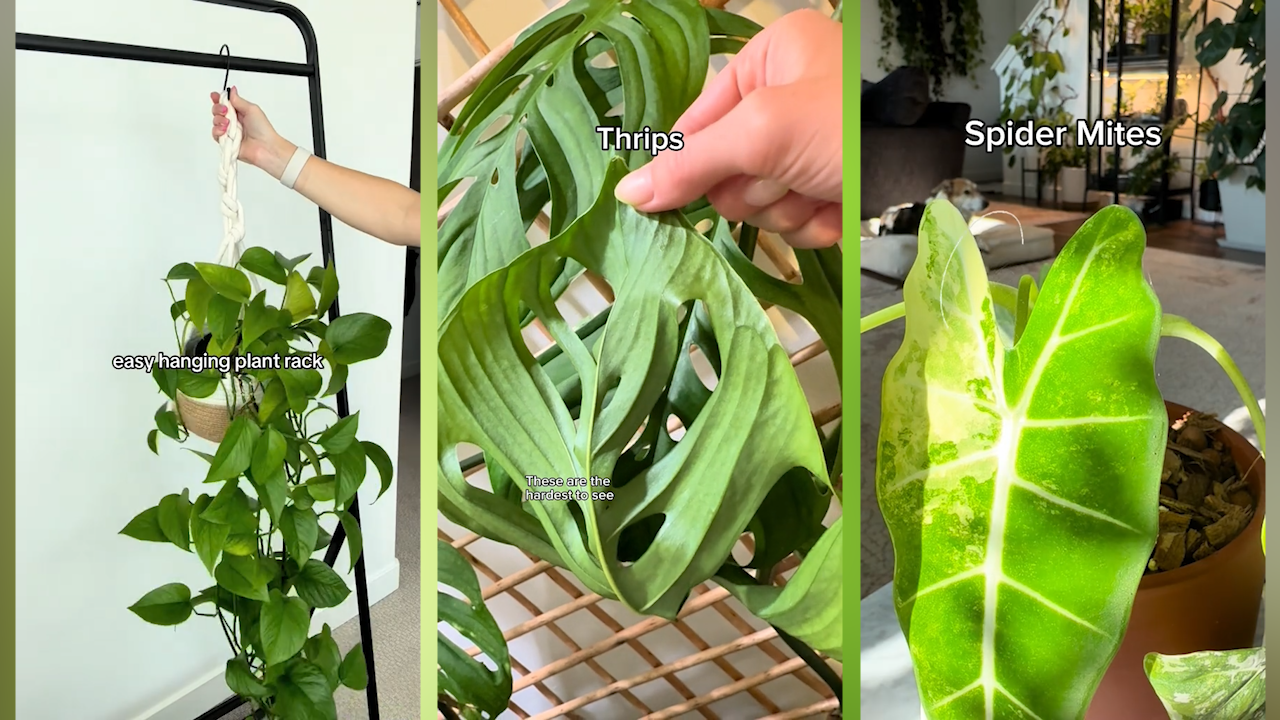 Hack for hanging indoor plants without hook