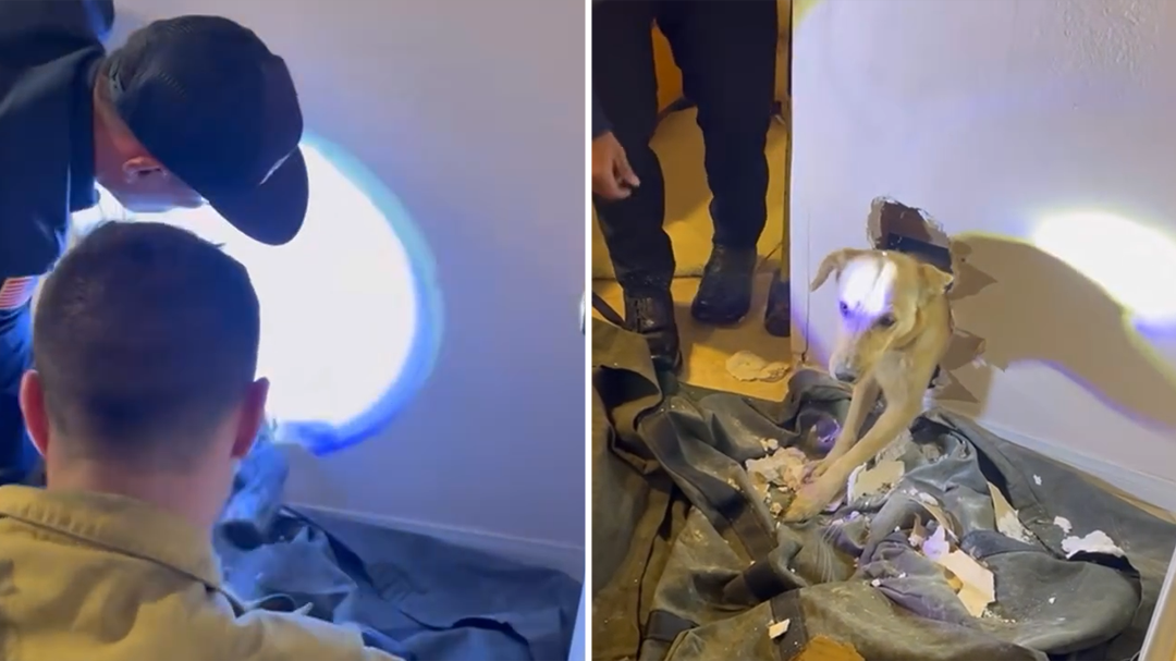 Firefighters rescue dog stuck in wall
