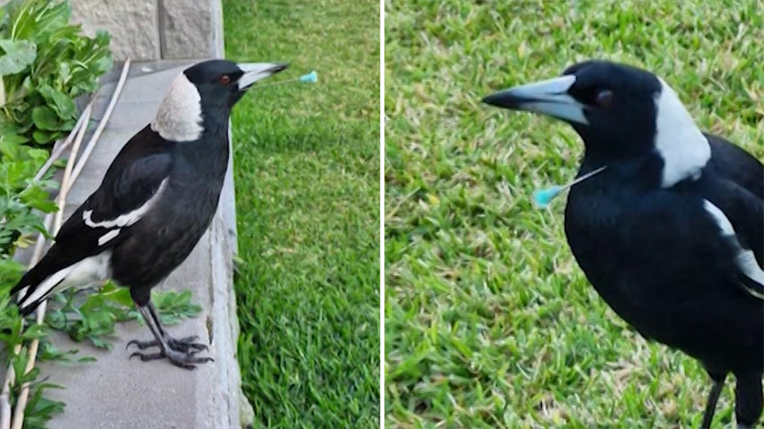 Multiple magpies shot with blow gun darts in 'deliberate' attack