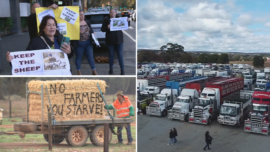 Protests over sheep export ban