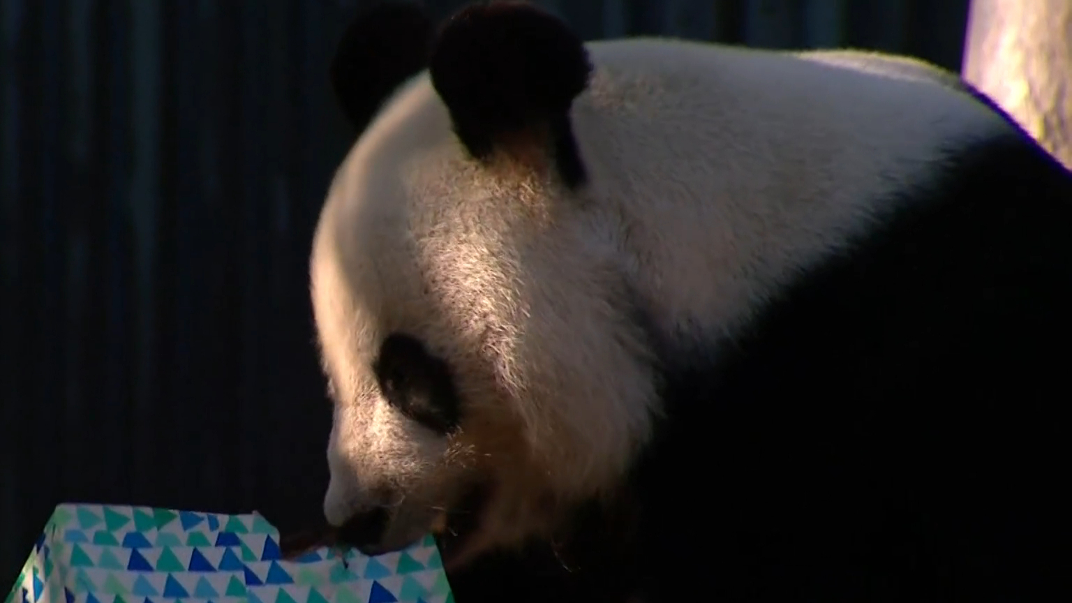 China promises new pandas for Adelaide