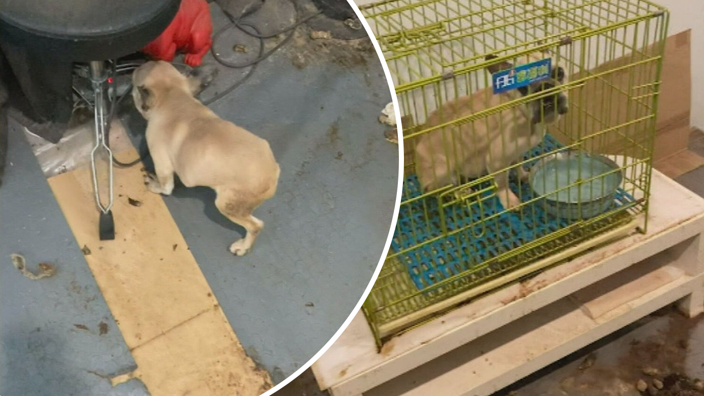 RSPCA exposes puppy farm in Perth
