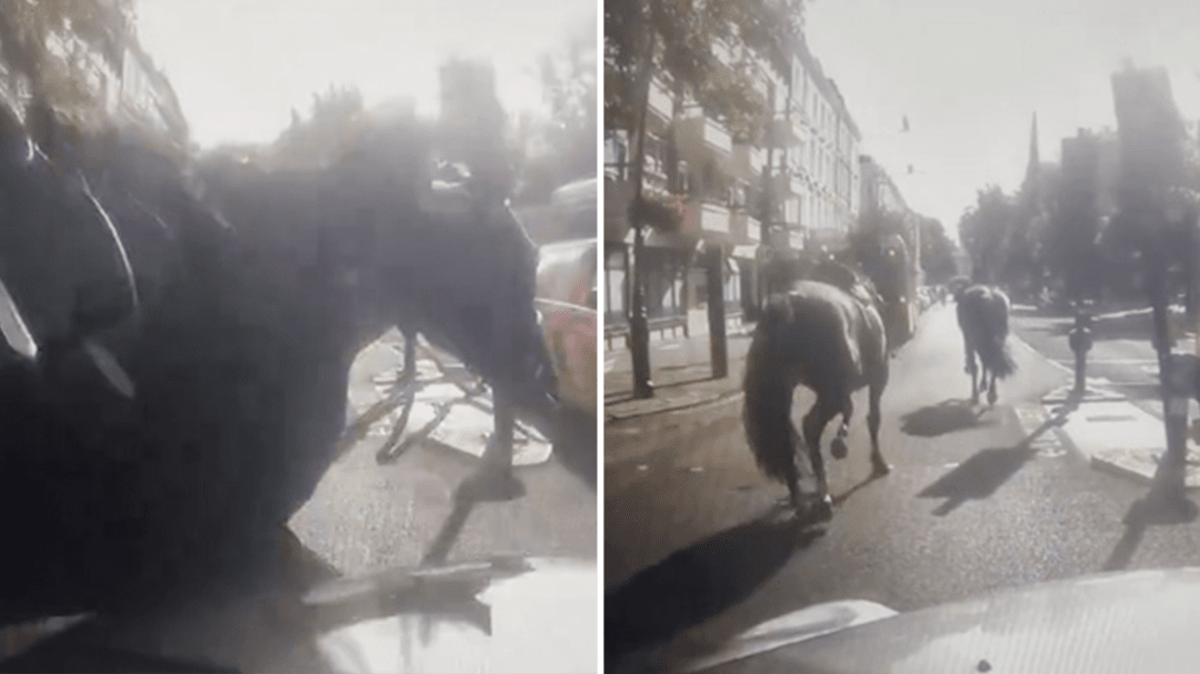 Military horses bolt through London again