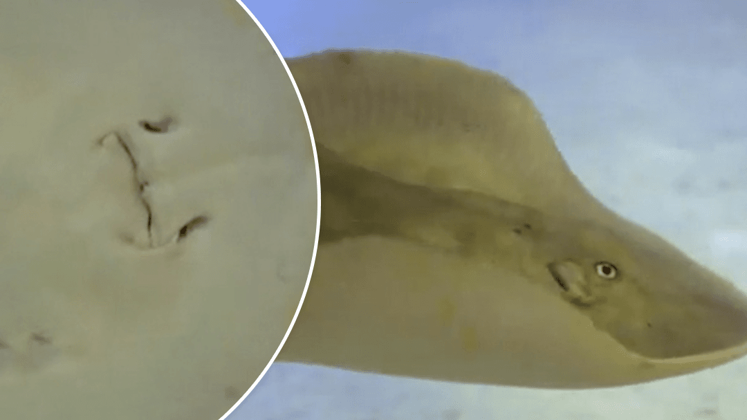 Stingray who got pregnant without a male has died