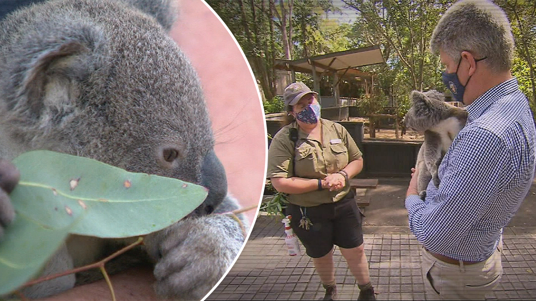 Cuddling koalas to be banned at iconic sanctuary