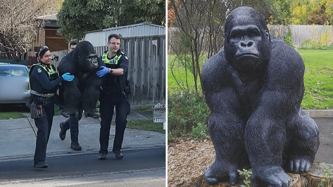 Statue of Gary the gorilla to return to its Melbourne home
