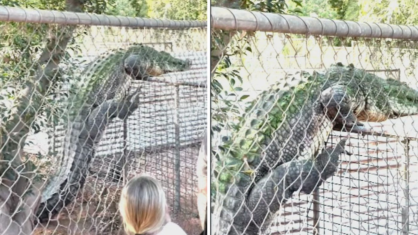 Online video showing curious crocodile climbing fence in WA goes viral