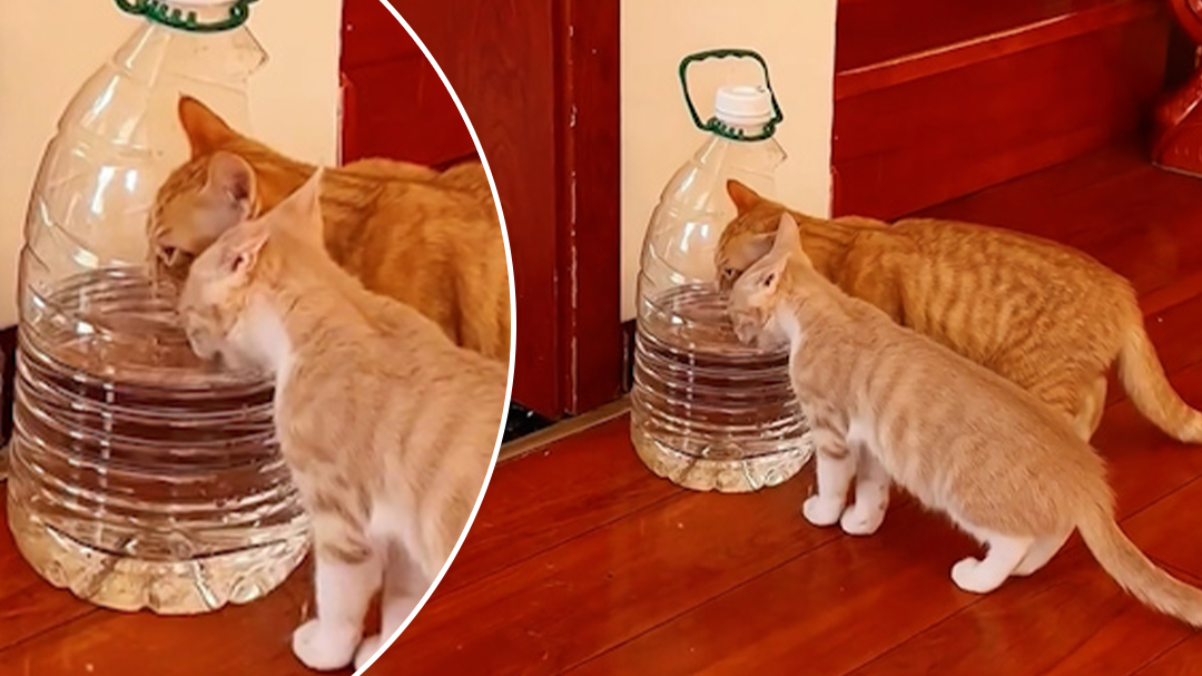 Owner's hilarious hack for getting cats to drink more water