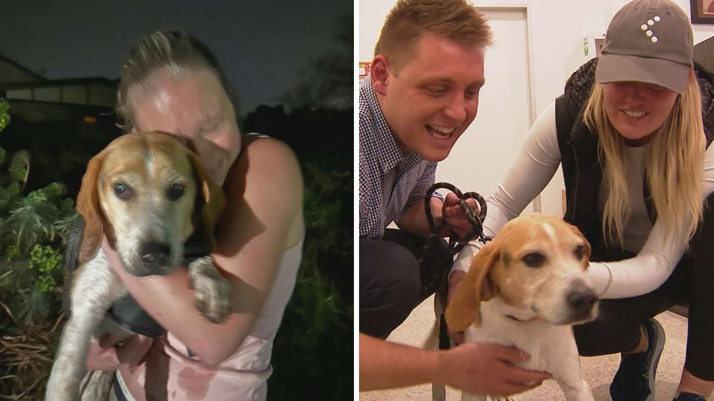 Missing beagle found after six-day social media frenzy