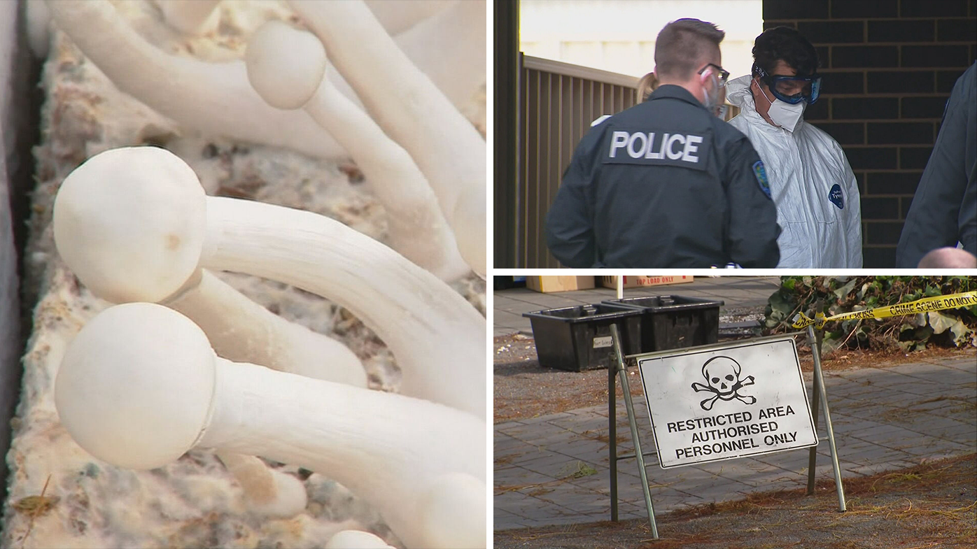 Traffic stop leads police to magic mushroom farm